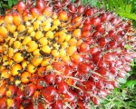 Palm Oil Fruits